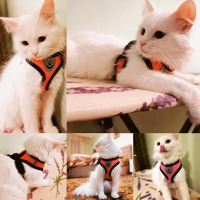 Pettorina con Guinzaglio per Cani e gatti di Piccola Taglia πΎ