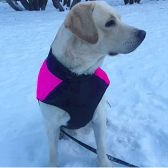 Cappotto impermeabile per cani gatti- Gilet impermeabile caldo autunno inverno per animali