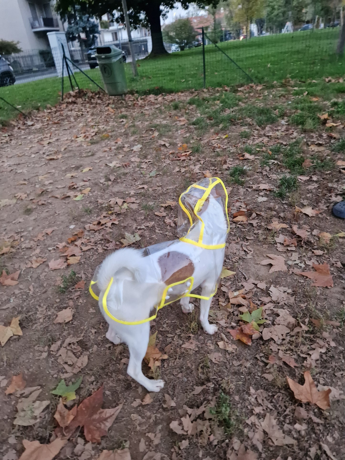 Impermeabile Antivento Trasparente per Cani e Gatti πΆβ