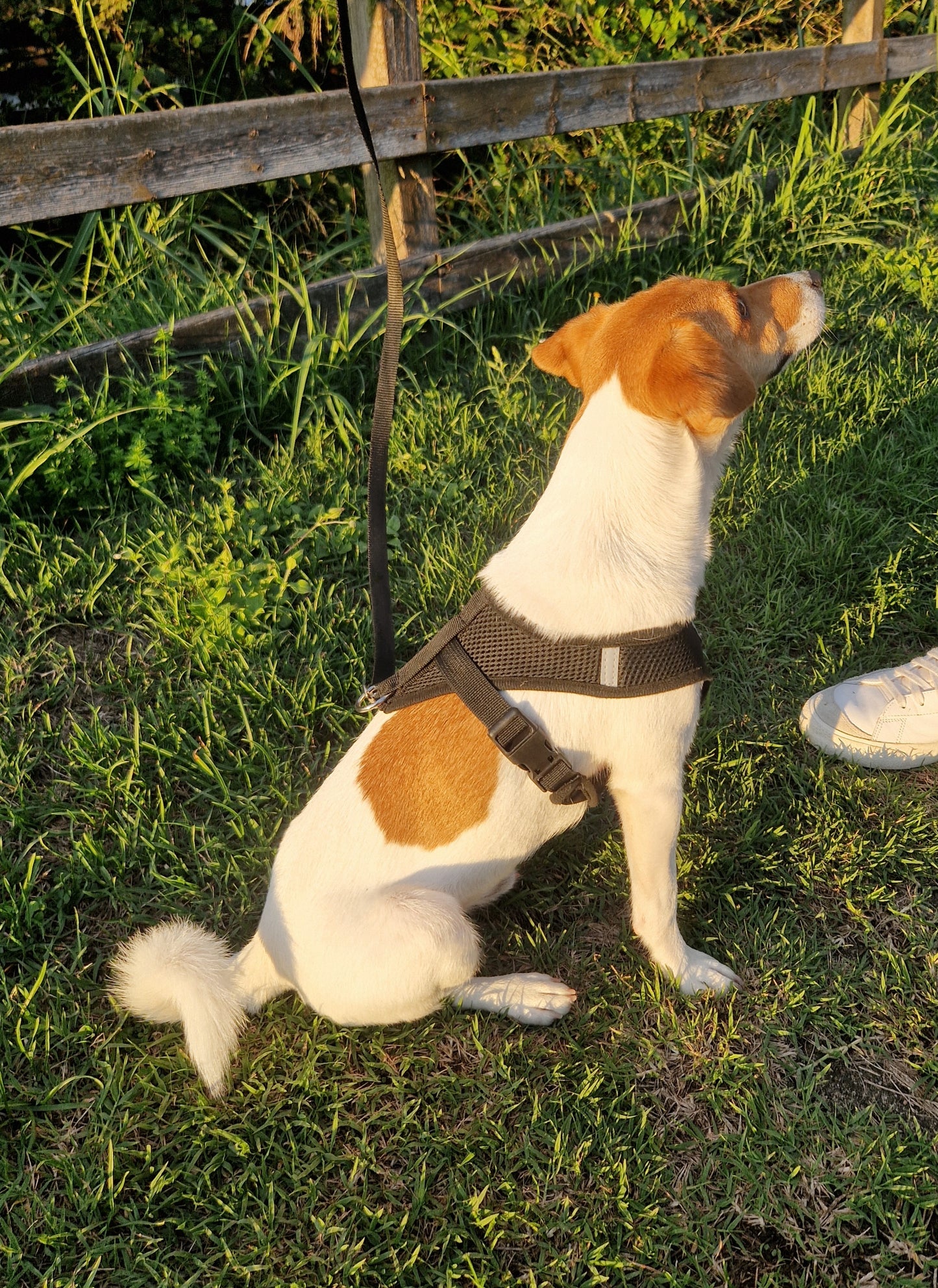 Pettorina con Guinzaglio per Cani e Gatti di Piccola Taglia 🐾