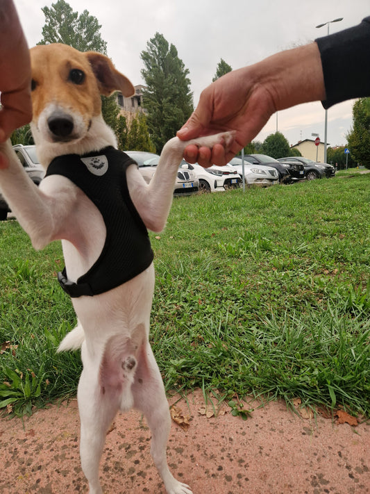 Pettorina con Guinzaglio per Cani e Gatti di Piccola Taglia πΎ