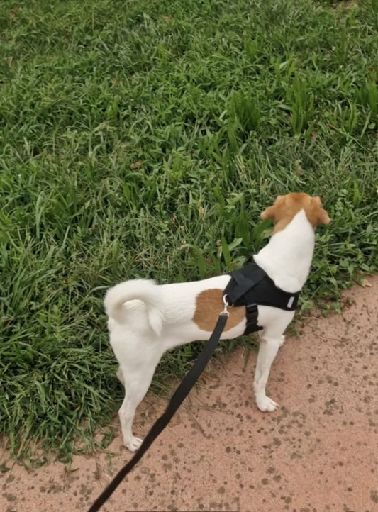 Pettorina con Guinzaglio per Cani e Gatti di Piccola Taglia πΎ