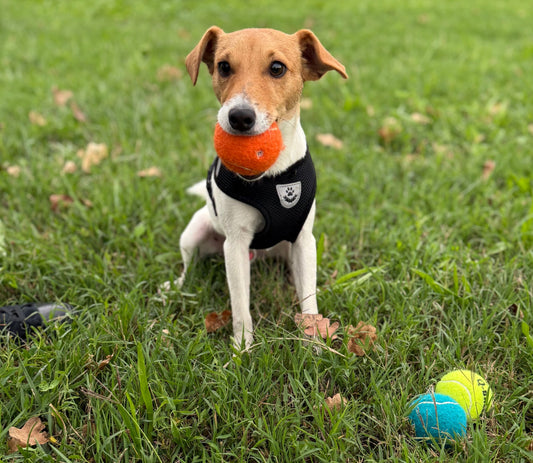 Palline da Gioco per Cani con suono in Gomma Naturale 4 unità, mordicchiabili e rimbalzanti  🏀