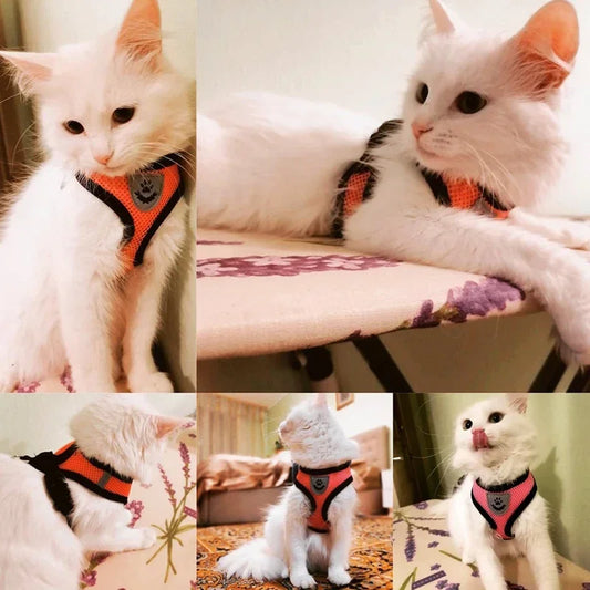 Pettorina con Guinzaglio per Cani e Gatti di Piccola Taglia 🐾