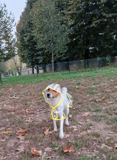 Impermeabile Antivento Trasparente per Cani e Gatti 🐶☔