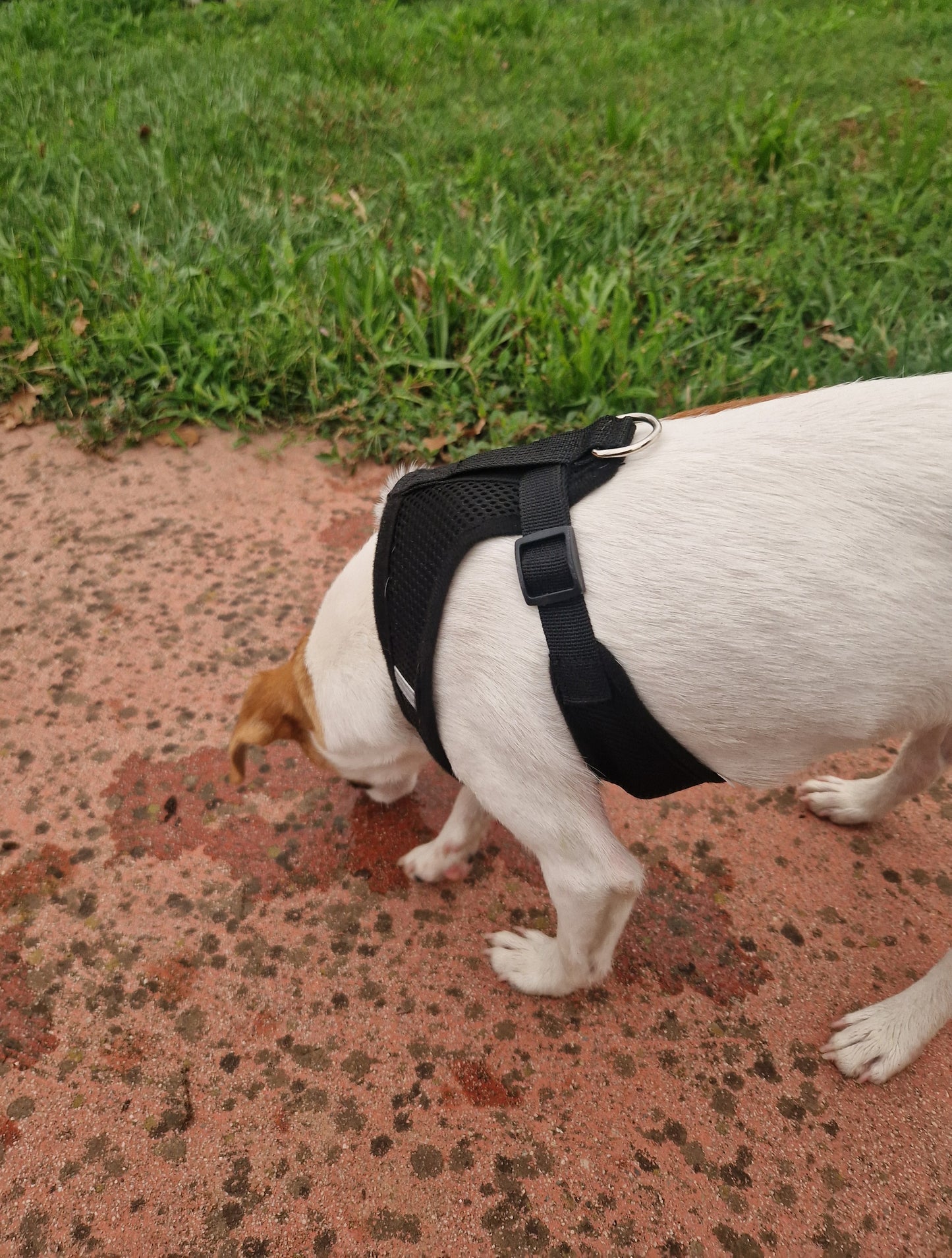 Pettorina con Guinzaglio per Cani e Gatti di Piccola Taglia 🐾