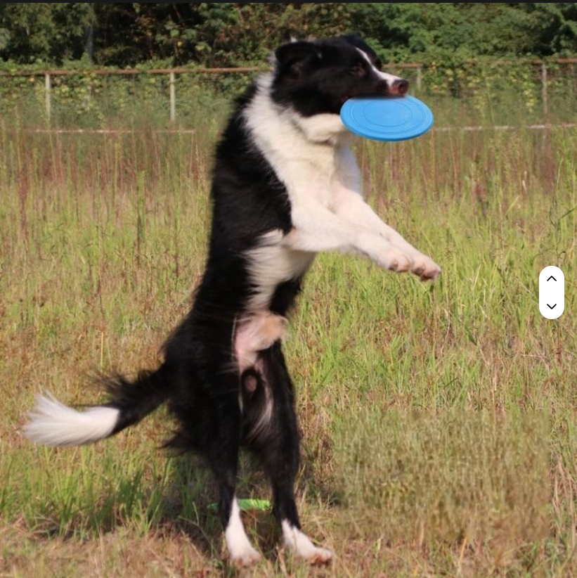 Frisbee per Cani Gomma Morbida 17,8 cm Giocattolo Resistente immagine